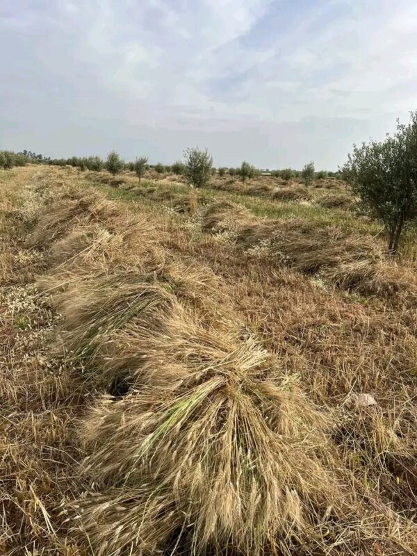 المنجل يفتتح موسم الحصاد بقلعة السراغنة وسط آمال بوفرة الإنتاج – جريدة ...