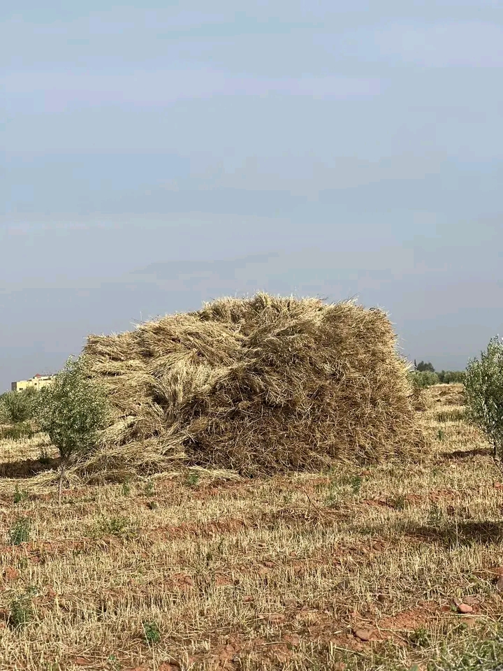المنجل يفتتح موسم الحصاد بقلعة السراغنة وسط آمال بوفرة الإنتاج – جريدة ...
