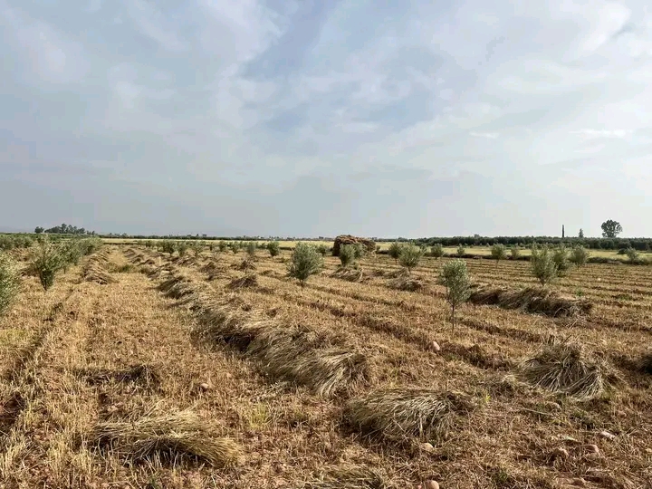المنجل يفتتح موسم الحصاد بقلعة السراغنة وسط آمال بوفرة الإنتاج – جريدة ...